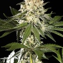 Sunset Sherbet Go Fast (Kannabia) Feminiserade