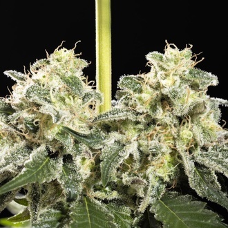 Sunset Sherbet Go Fast (Kannabia) Feminiserade