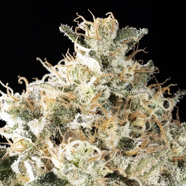 Sunset Sherbet Go Fast (Kannabia) Feminiserade