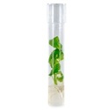 Salvia divinorum-stickling