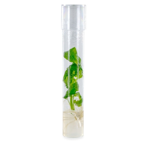 Salvia divinorum-stickling