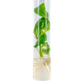 Salvia divinorum-stickling