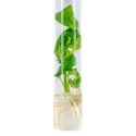 Salvia divinorum-stickling