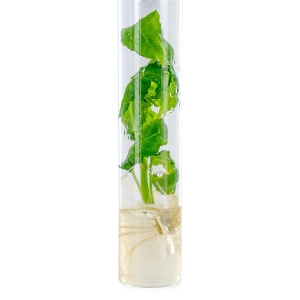 Salvia divinorum-stickling