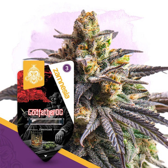Godfather OG (Zamnesia Seeds) feminiserade cannabisfr&ouml;n