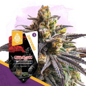 Godfather OG (Zamnesia Seeds) Feminiserade