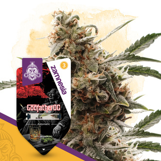 Godfather OG Autoflower (Zamnesia Seeds) feminiserade