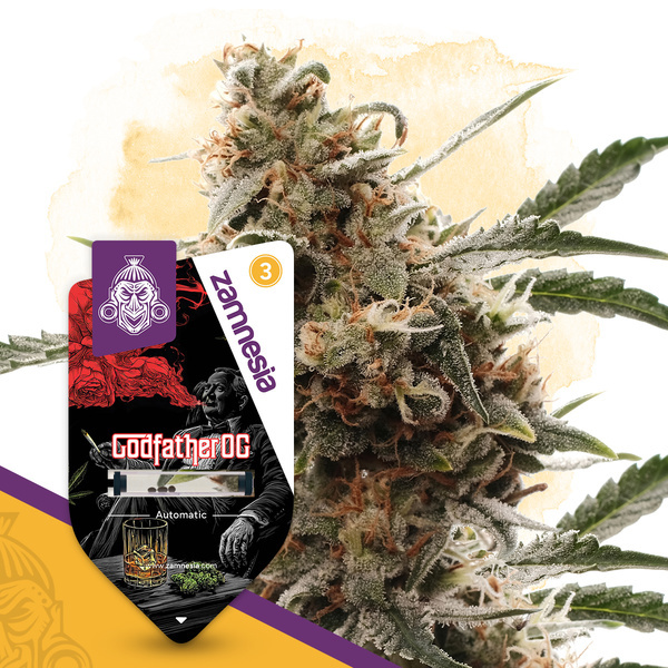 Godfather OG Autoflower (Zamnesia Seeds) Feminiserade