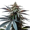 Cap Junky (Blimburn Seeds) Feminiserade