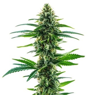 Khalifa Kush (Blimburn Seeds) Feminiserade