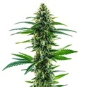 Khalifa Kush (Blimburn Seeds) Feminiserade