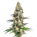 Stardawg (Blimburn Seeds) Feminiserade