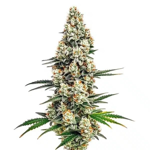 Stardawg (Blimburn Seeds) Feminiserade