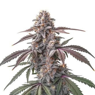 Pinkman Goo (Blimburn Seeds) Feminiserade