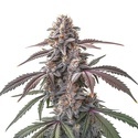 Pinkman Goo (Blimburn Seeds) Feminiserade