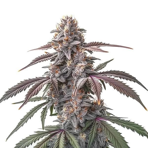 Pinkman Goo (Blimburn Seeds) Feminiserade