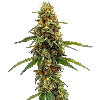 CBD ACDC (Blimburn Seeds) Feminiserade