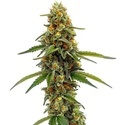 CBD ACDC (Blimburn Seeds) Feminiserade