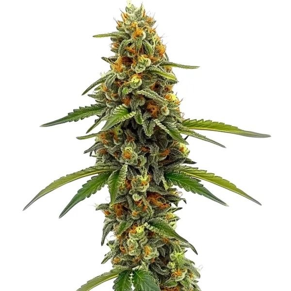 CBD ACDC (Blimburn Seeds) Feminiserade