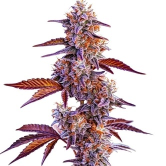 Trop Cherry (Blimburn Seeds) Feminiserad