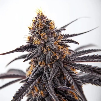 Donny Burger (Blimburn Seeds) Feminiserade cannabisfr&ouml;n