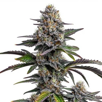 Glitter Bomb (Blimburn Seeds) Feminiserade