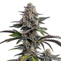 Glitter Bomb (Blimburn Seeds) Feminiserade