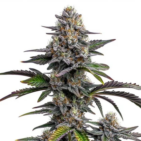 Glitter Bomb (Blimburn Seeds) Feminiserade