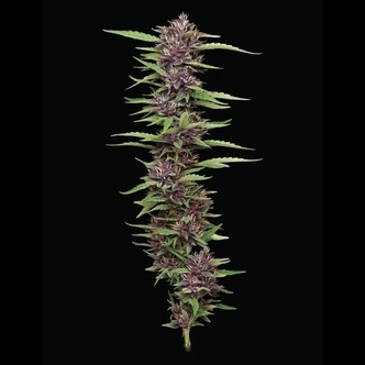 PPD (Humboldt Seed Company) feminiserade cannabisfr&ouml;n