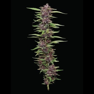 PPD (Humboldt Seed Company) Feminiserade