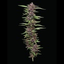 PPD (Humboldt Seed Company) Feminiserade