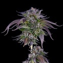 L.A. Confidential (DNA Genetics) Feminiserade