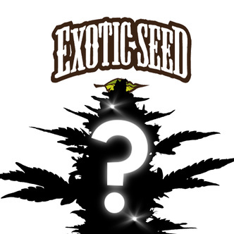 Autoflower mystiskt fr&ouml; 1 (Exotic Seed)