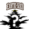 Autoflower mystiskt frö 1 (Exotic Seed)