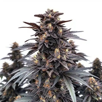 Indigo Sapphire (Blimburn Seeds) Feminiserade