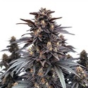 Indigo Sapphire (Blimburn Seeds) Feminiserade