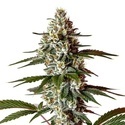 Permanent Marker x Banana Cream (Blimburn Seeds) Feminiserade