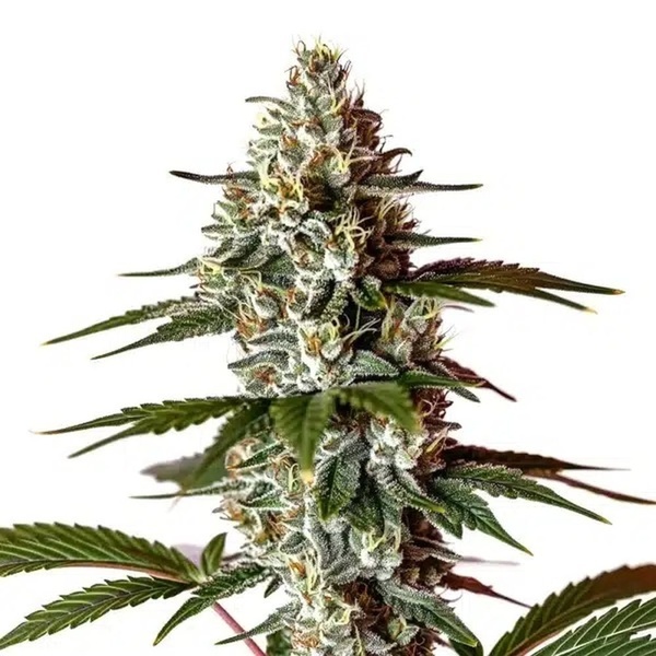 Permanent Marker x Banana Cream (Blimburn Seeds) Feminiserade