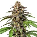Whitethorn Rose x Ooze Extraction (Blimburn Seeds) Feminiserade