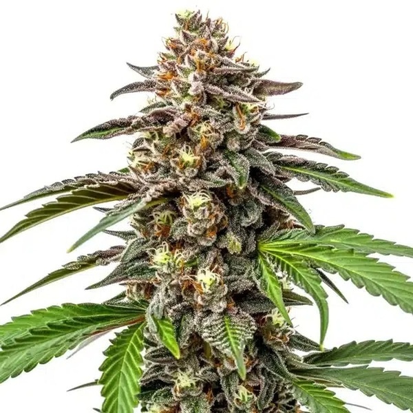 Whitethorn Rose x Ooze Extraction (Blimburn Seeds) Feminiserade