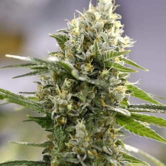 Lemon Haze Auto (Expert Seeds) feminiserade