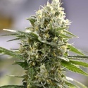 Lemon Haze Auto (Expert Seeds) Feminiserade