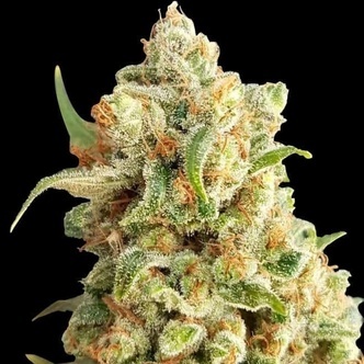 New York Diesel Auto (Expert Seeds) feminiserade