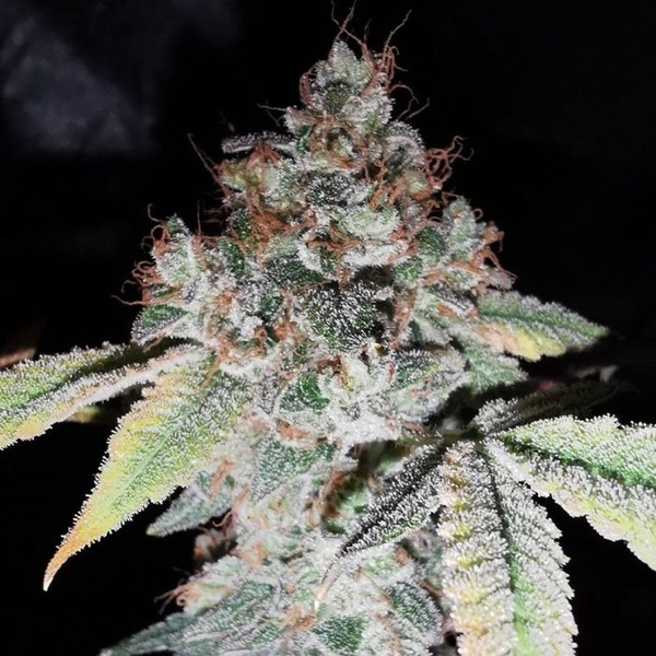 Rainbow Cake (Pheno Finder) Feminiserade