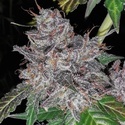 Rainbow Cake (Pheno Finder) Feminiserade