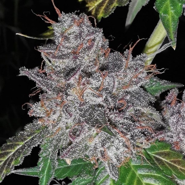 Rainbow Cake (Pheno Finder) Feminiserade