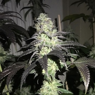 Do Z Dos (Pheno Finder) feminiserade cannabisfr&ouml;n