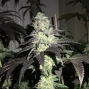 Do Z Dos (Pheno Finder) Feminiserade