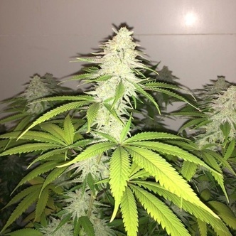 Simple Wedding Cake S1 (Pheno Finder) feminiserade