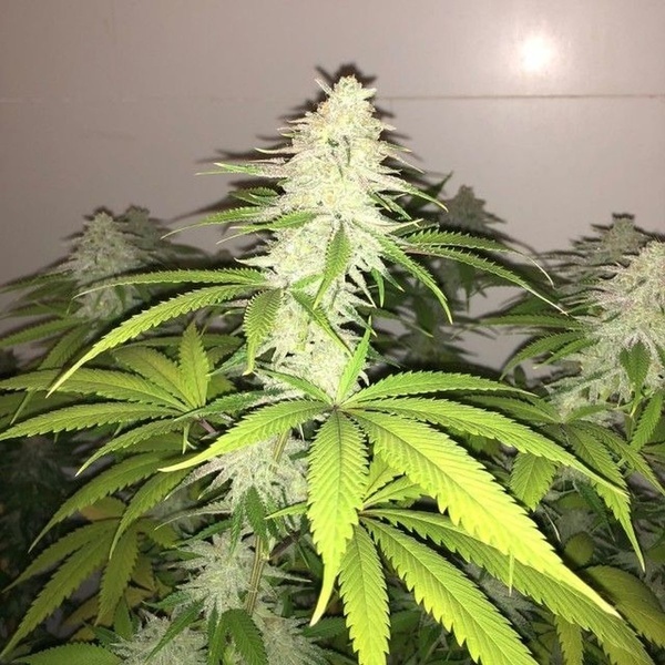 Simple Wedding Cake S1 (Pheno Finder) Feminiserade
